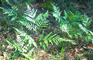Bracken Ferns are fire tolerant - Photo by Stibolt