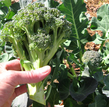 Ginny's first ever broccoli.  Photo by Stibolt