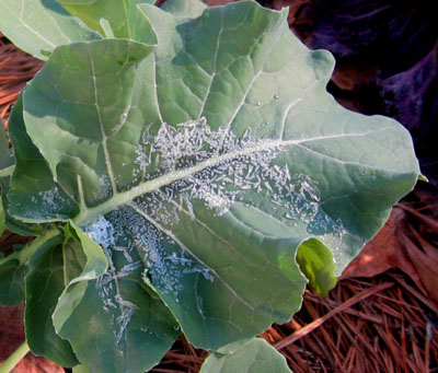 Frost on the broccoli winter 11.  Photo by Stibolt