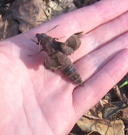 Brown moth climbed on Ginny's hand.  Photo by Stibolt