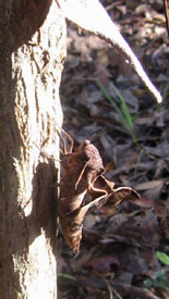 Ginny placed the brown moth on a tree to get it out of the way.  Photo by Stibolt.