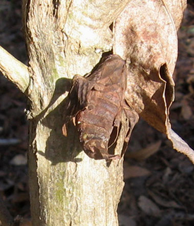 The brown moth climbed up a few inches where it blended with a leaf.  Photo by Stibolt