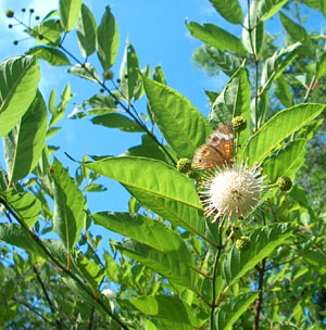Button Bush has inch-inch globular flowers.  Photo by Stibolt