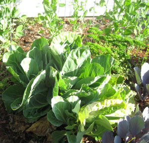 Cabbage leaves after the head has been harvested.  Photo by Stibolt.