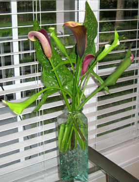 Bouquet of calla lilies on my desk.  Photo by Stibolt.