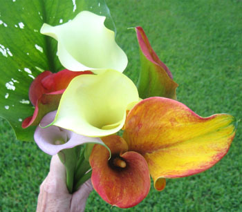 Ginny's calla lilies in 2010.  Photo by Stibolt