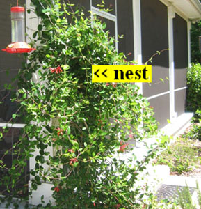 A cardinal nest is hidden in the coral honeysuckle trellis.  Photo by Stibolt