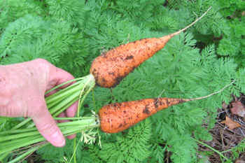 Sweet treat carrots.  Photo by Stibolt.