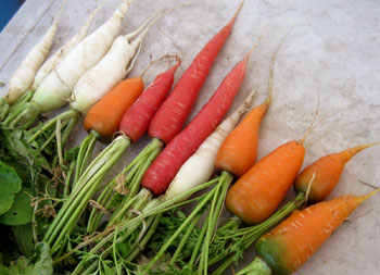 Red & orange carrots and white radishes.Photo by Stibolt 
