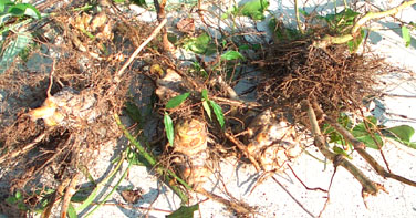 Catbriar tubers.  Photo by Stibolt