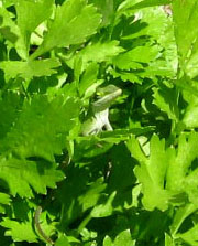 A green anole watches for bugs in the celery.  Photo by Stibolt.