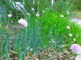 Chives and toadflax in Ginny's herb garden are decked out in their Easter lavenders. Photo by Stibolt