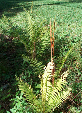 Cinnamon ferns with their fertile fronds -  photo by Stibolt