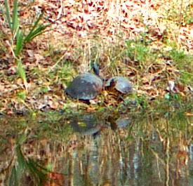 Cooter turtles next to our front pond.  Photo by Stibolt