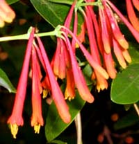 Coral honeysuckle.