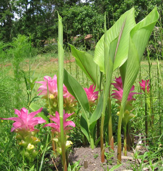 Hidden Ginger Lily flowers and leaves.  Photo by Stibolt