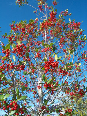 Dahoon Holly with its magnificent berries.  Photo by Stibolt