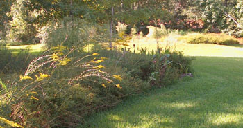 Several areas out back are now meadows.  This is how they look in the fall after more than a year of no mowing.  Photo by Stibolt