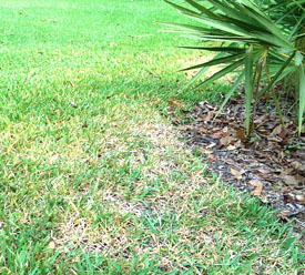 We will incorporate this poor lawn area into the adjacent mulched bed. Photo by Stibolt 