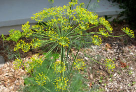 Dill flower heads are 14 inches across.  Photo by Stibolt