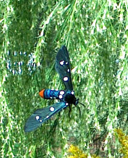 Polk-a-dotted wasp moth on the dog Fennel in the front medow.  Photo by Stibolt