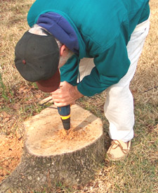 Drilling the stump - Photo by Stibolt