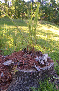 Three Ebony Spleenworts in a stump - Photo by Stibolt