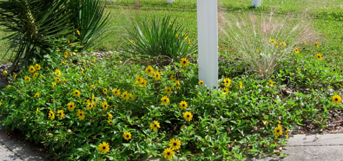 The dune sunflower plant in Ginny's mailbox garden.  Photo by Stibolt