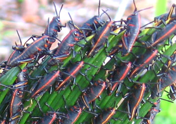Eastern Lubber Grasshoppers, Romalea guttata. Photo by Stibolt.