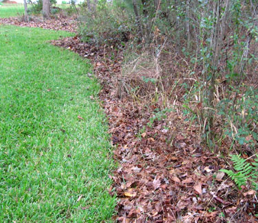 After I'd raked the leaves in as a mulch.  Photo by Stibolt