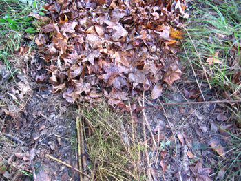 Path mulching--at the bottom are the long stalks on the paths, at the top are the leaves covering them.  Photo by Stibolt