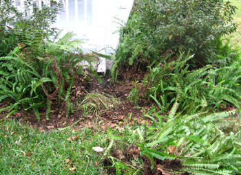 Thinning out the rain garden.  Photo by Stibolt