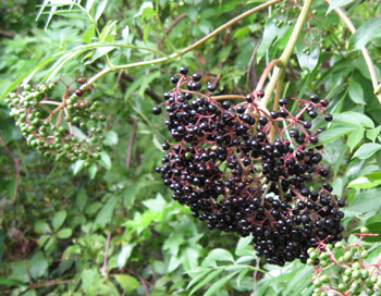 Ripe elderberries in Ginny's back meadow.  Photo by Stibolt.