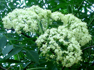 elderberry in the back meadow.  Photo by Stibolt.