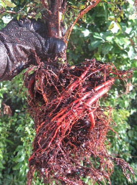 Ginny is holding a winged elm stem to show the circling roots.  Photo by Stibolt