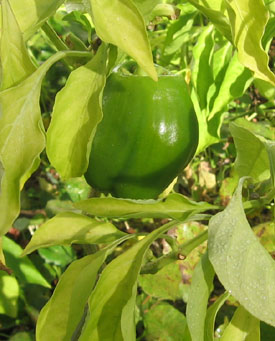 The yellow leaves of the peppers indicate that root-rot nematodes have done their damage.  Photo by Stibolt.