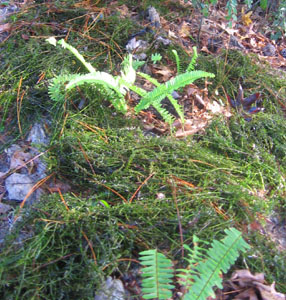 Hdrilla will provide good humus around these newly planted spleenworts.  Photo by Stibolt.
