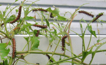 Ginny's passion vine was completely denuded by Gulf fritillary caterpillars.  Photo by Stibolt.