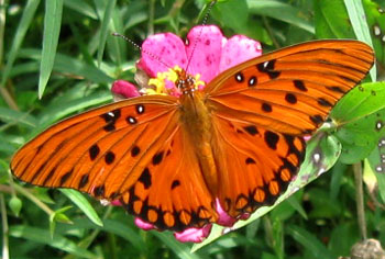 Gulf fritillary on a pink zinnia.  Photo by Stibolt