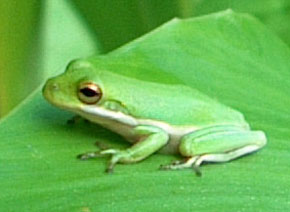Green treefrog on a canna leaf.  Photo by Stibolt