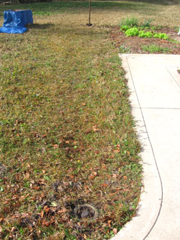 Before the garden expansion--the shovel marks the spot.  Photo by Stibolt