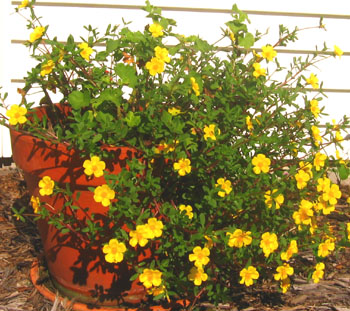 Yellow purselane in decorates Ginny's geranium pot.  Photo by Stibolt.