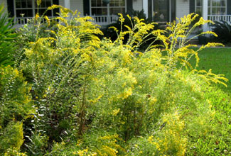 Goldenrod and flat-topped goldenrod in Ginny's front yard.  Photo by Stibolt