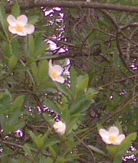 Loblolly Bay blossoms rival Magnolias for showiness.  Photo by Stibolt