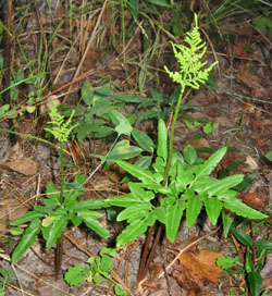 Rattlesnake or grape ferns now grow where wedelia once covered everything.  Photo by Stibolt.