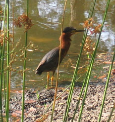 Green Heron stalking the edge of the pond Photo by Stibolt