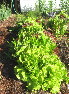 Master Chef Greens by Park Seed.  Photo by Stibolt.