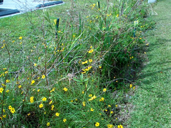 By planting native water tolerant vegetation in drainage ditches, this commercial property is slowing down water flows into storm drains, providing habitat for wildlife, and is reducing the ongoing maintenace costs.  Photo by Stibolt