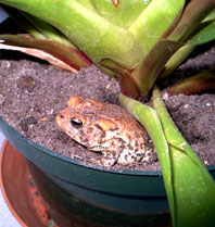 A toad finds a home in a potted plant on the front porch.  Photo by Stibolt.