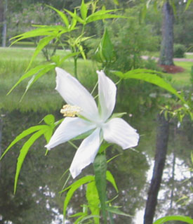 A white, scarlet hibiscus doing well at the edge  of Ginny's pond.  Photo by Stibolt